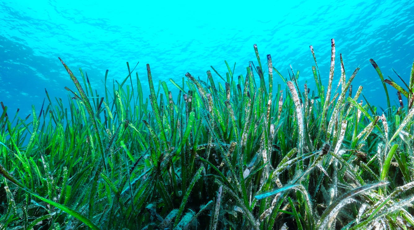 Seagrass in the ocean