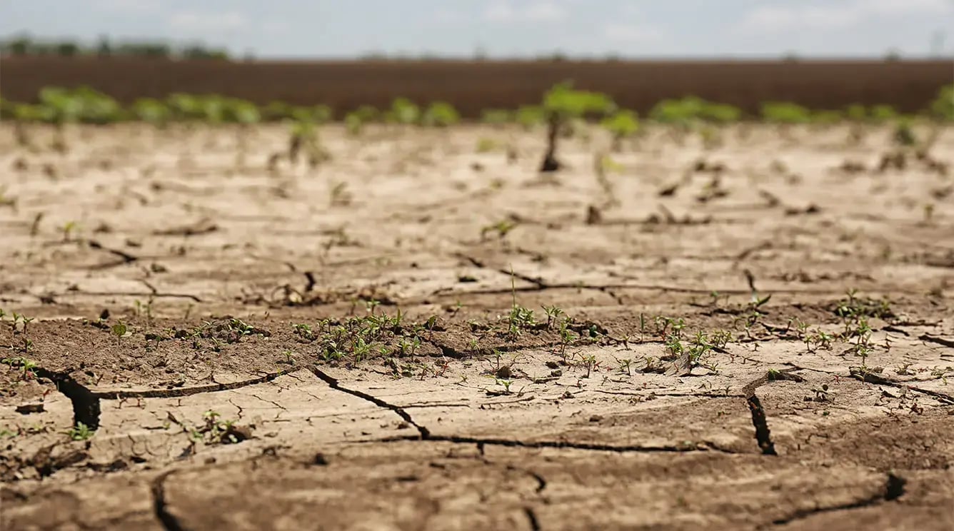Dry, cracked mud with sparse grass.