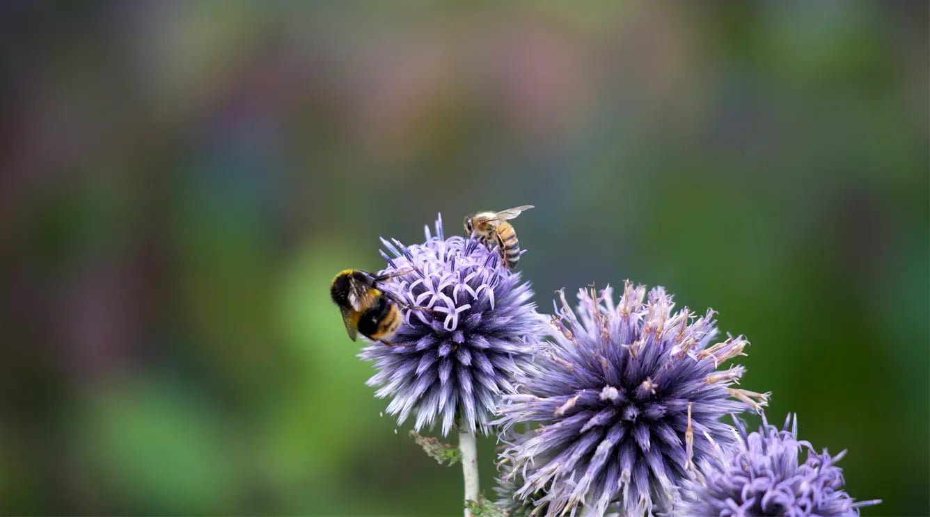 A honeybee and a bumblebee in focus pollinating a purple globe thistle.