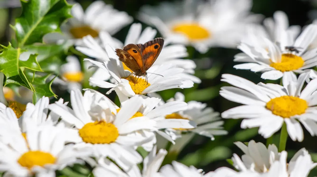 Butterfly landing on the pollen of a white flower.